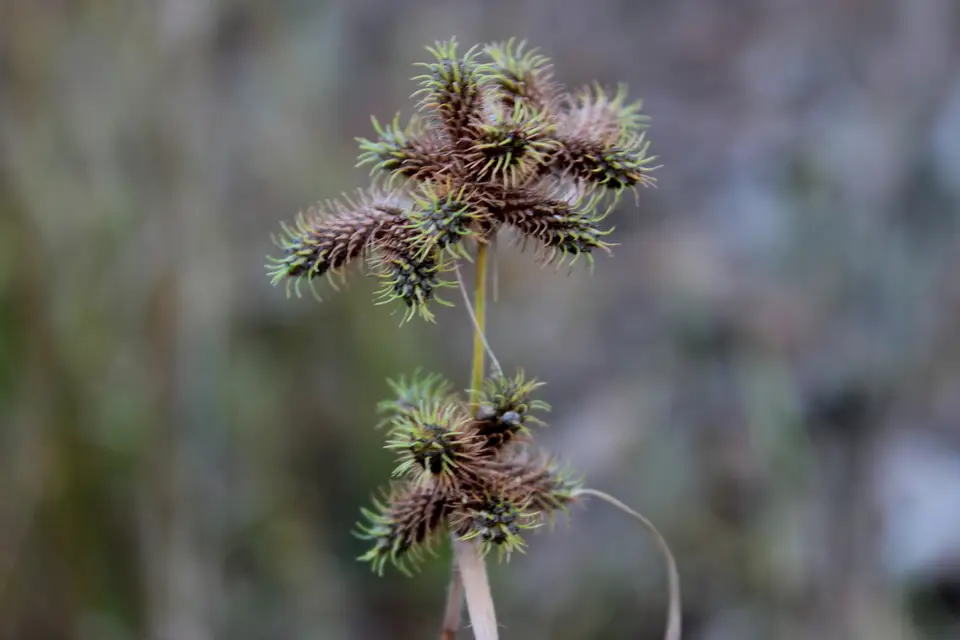 Hairy Umbrella-Sedge (Fuirena squarrosa)