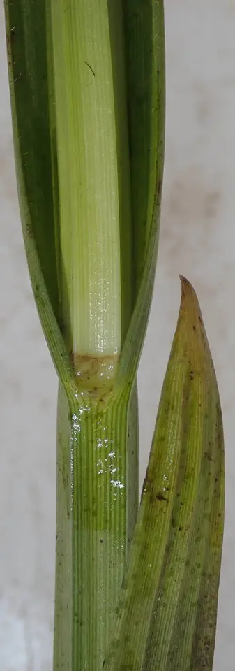 Yefen (Fuirena umbellata)