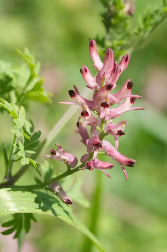 Tall Ramping-Fumitory (Fumaria bastardii)