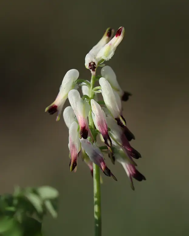 White Ramping-Fumitory (Fumaria capreolata)
