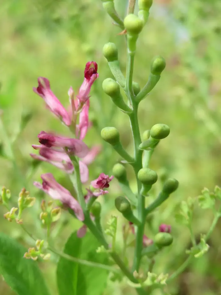 Common Fumitory (Fumaria officinalis)