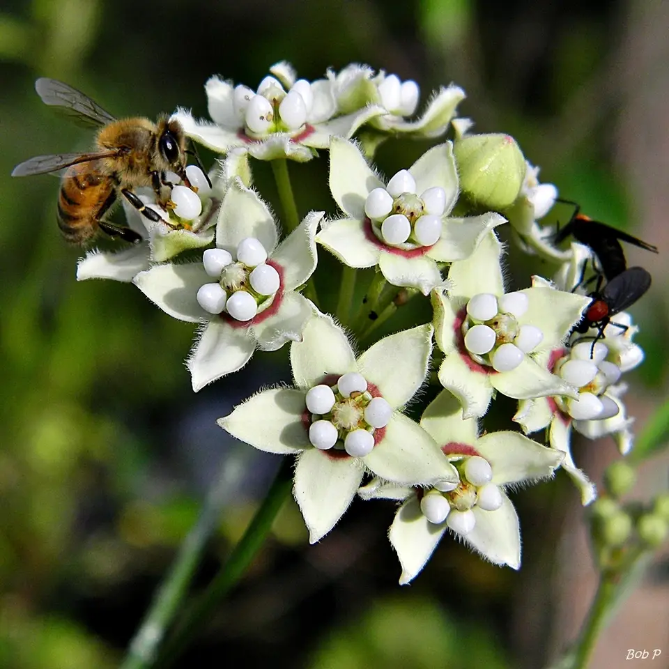White Twinevine (Funastrum clausum)