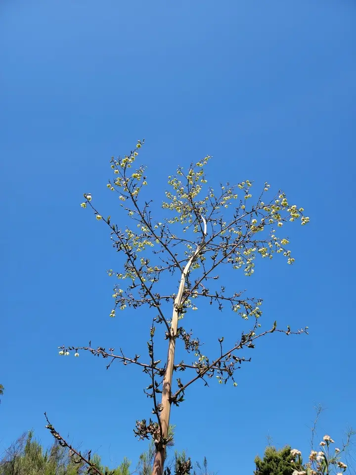 Mauritius Hemp (Furcraea foetida)
