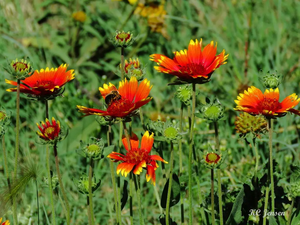 Hybrid Blanketflower (Gaillardia × grandiflora)