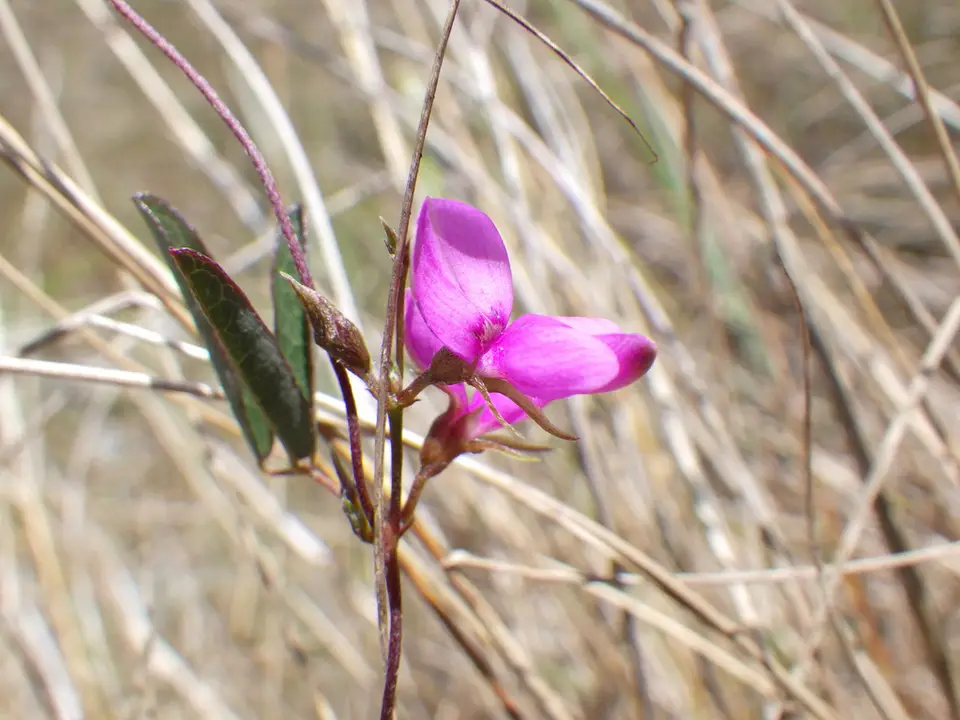 South Florida Milkpea (Galactia austrofloridensis)
