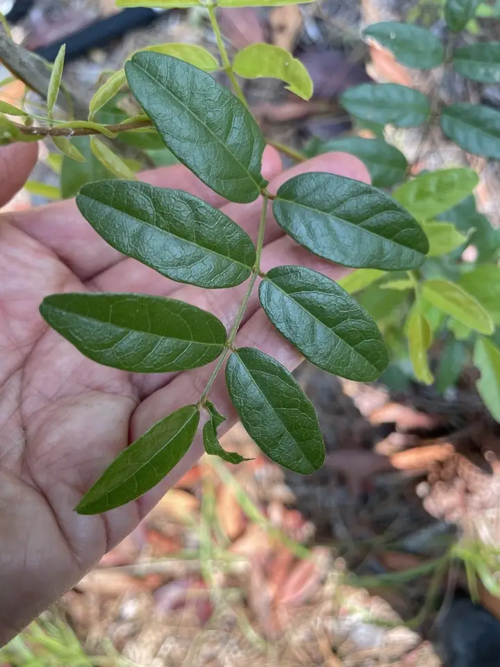 Elliott's Milkpea (Galactia elliottii)