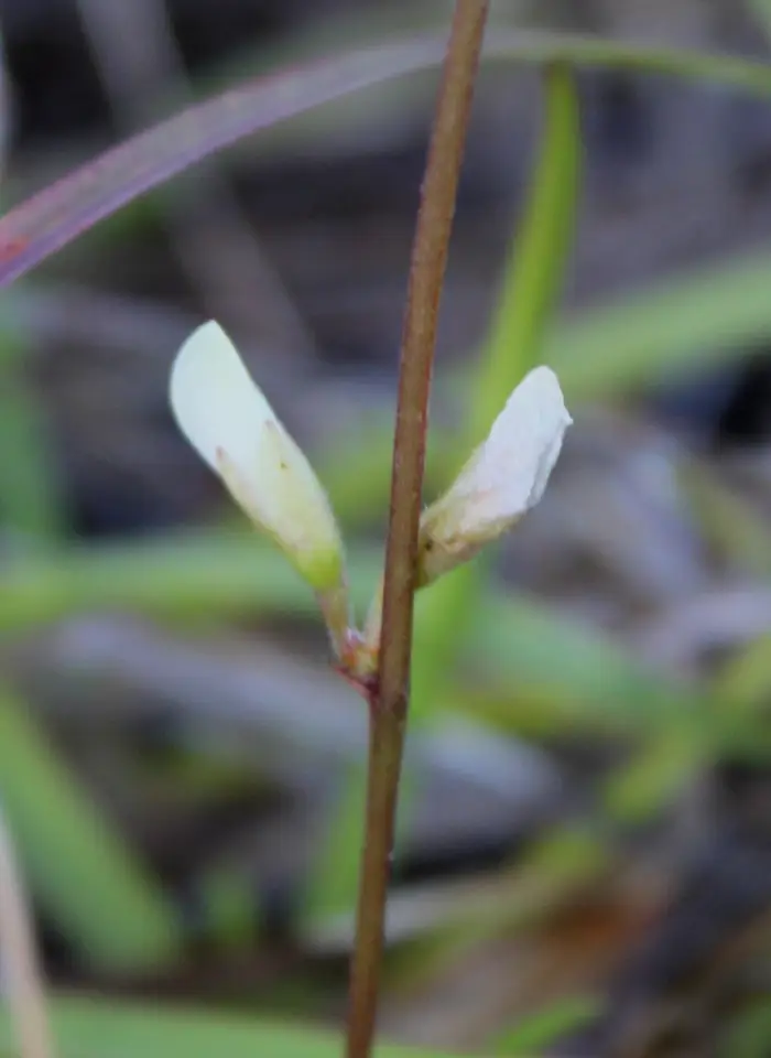 Erect Milkpea (Galactia erecta)