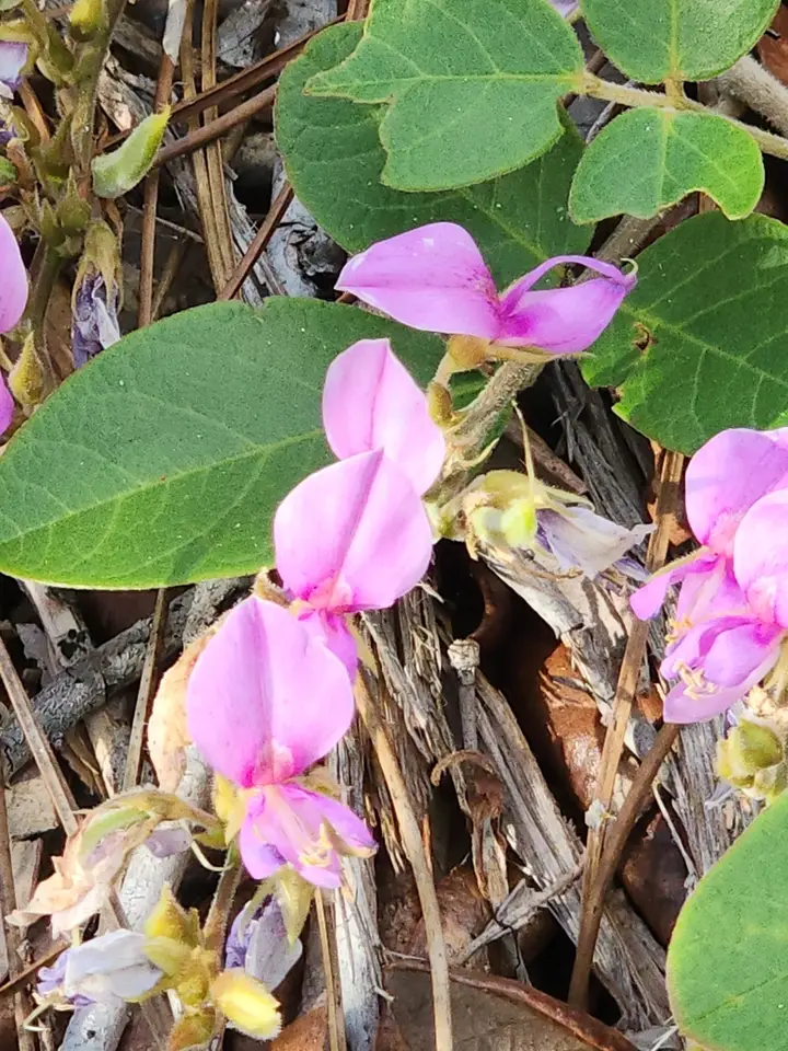 Florida Milkpea (Galactia floridana)