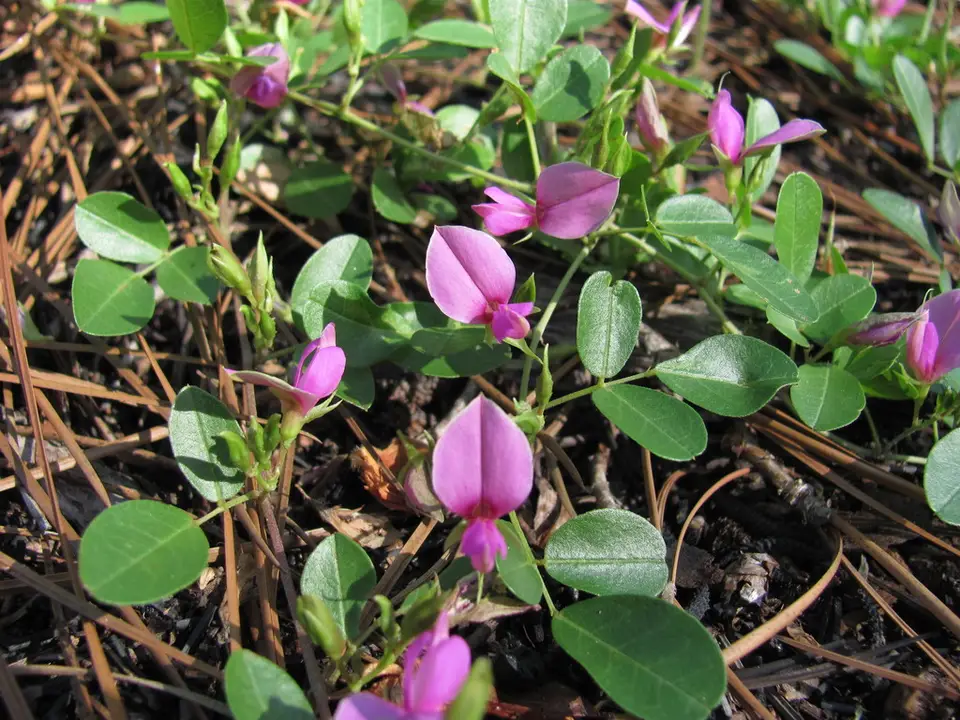 Littleleaf Milkpea (Galactia microphylla)