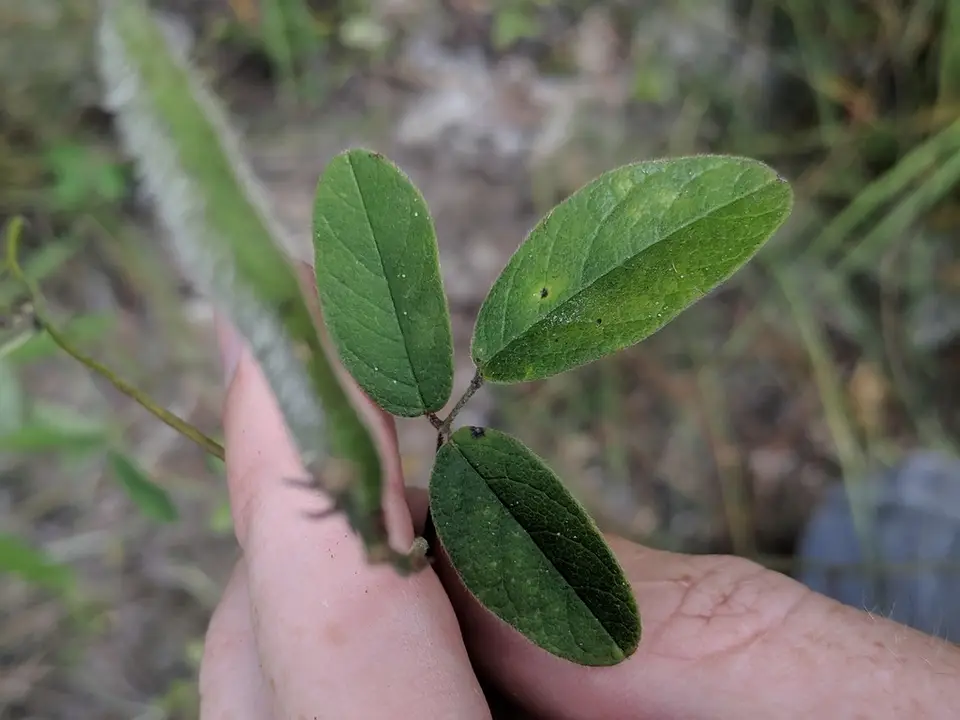 Soft Milkpea (Galactia mollis)