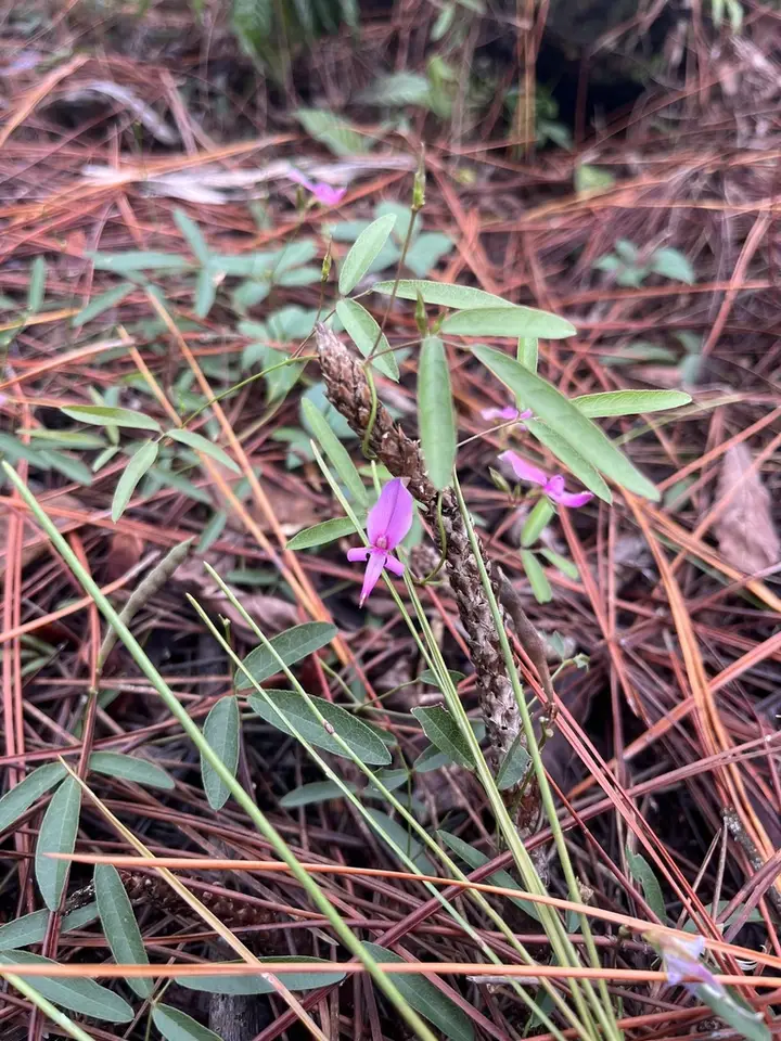 Pineland Milkpea (Galactia pinetorum)