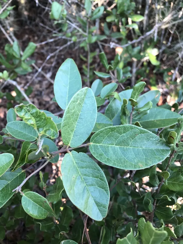 Pursh's Milkpea (Galactia purshii)