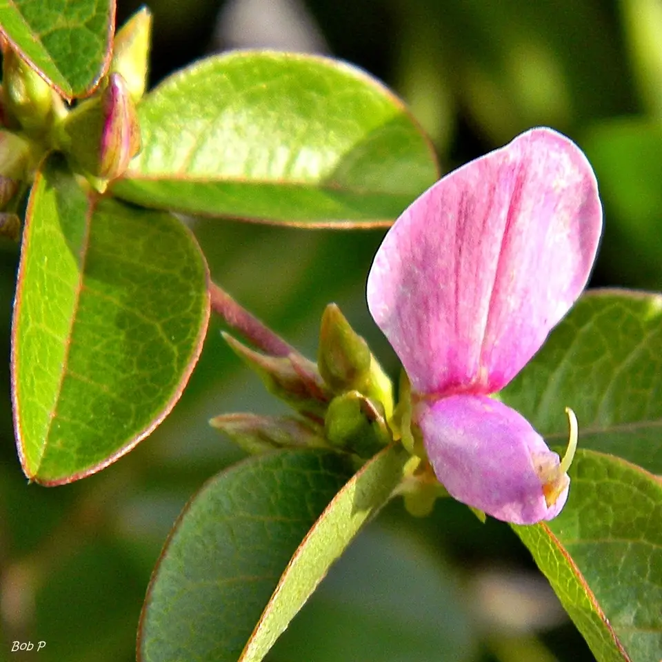 Eastern Milk-Pea (Galactia regularis)