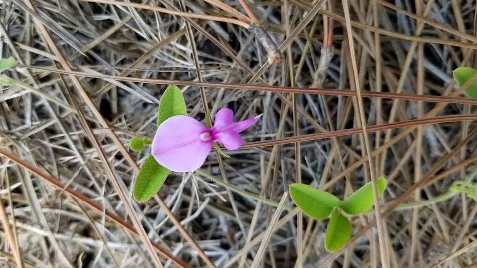 Small's Milkpea (Galactia smallii)