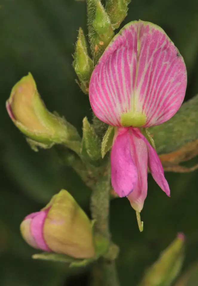 Florida Hammock Milkpea (Galactia striata)