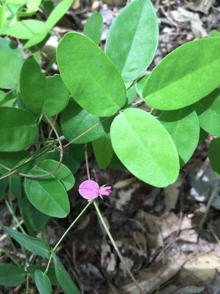 Eastern Milkpea (Galactia volubilis)