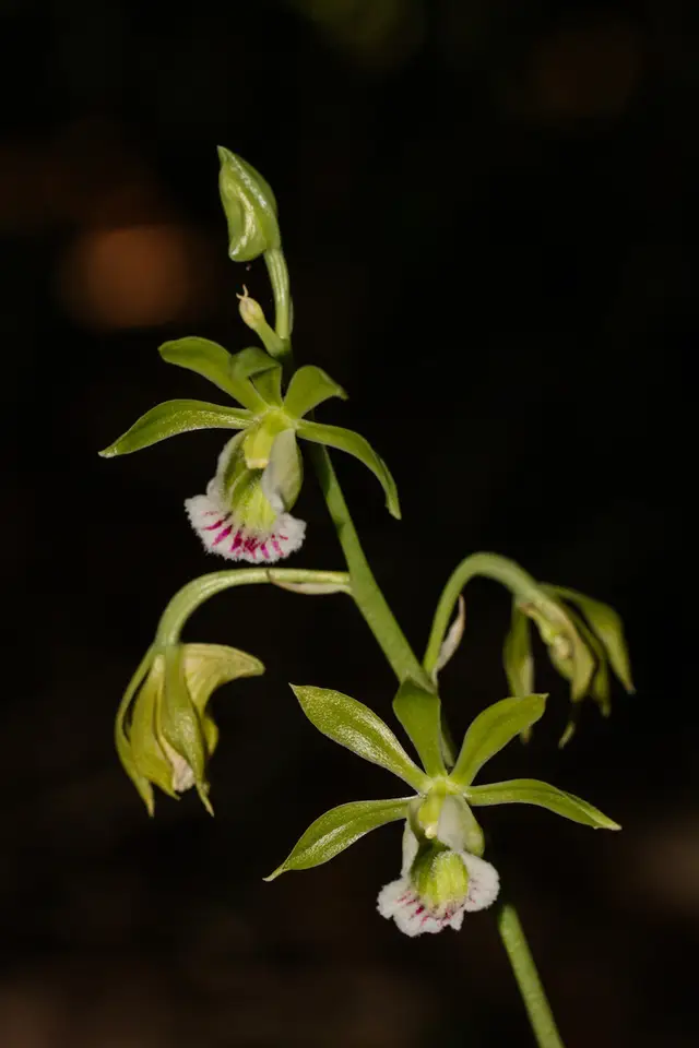 Two-Keeled Hooded Orchid (Galeandra bicarinata)