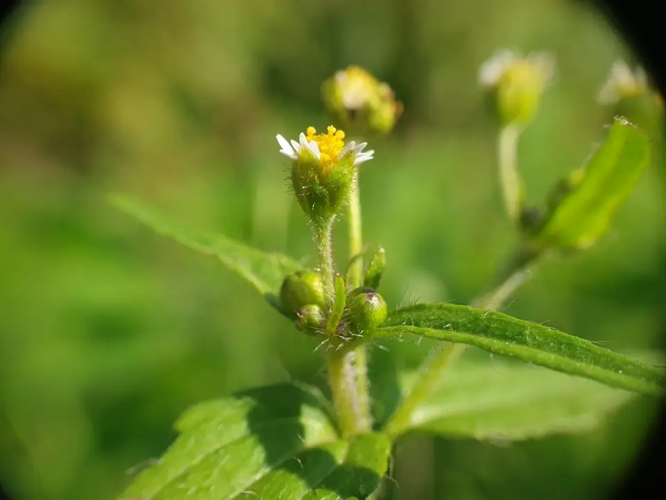 Shaggy Soldier (Galinsoga quadriradiata)