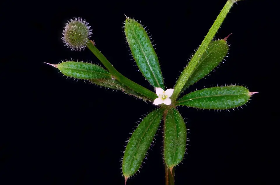 Catchweed Bedstraw (Galium aparine)