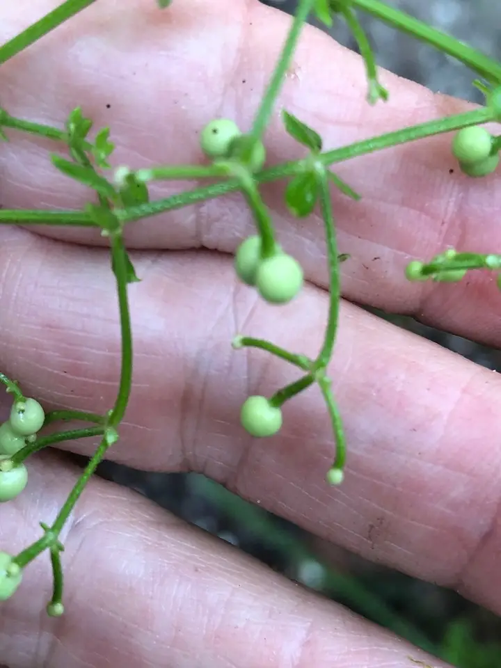 Coastal Bedstraw (Galium bermudense)