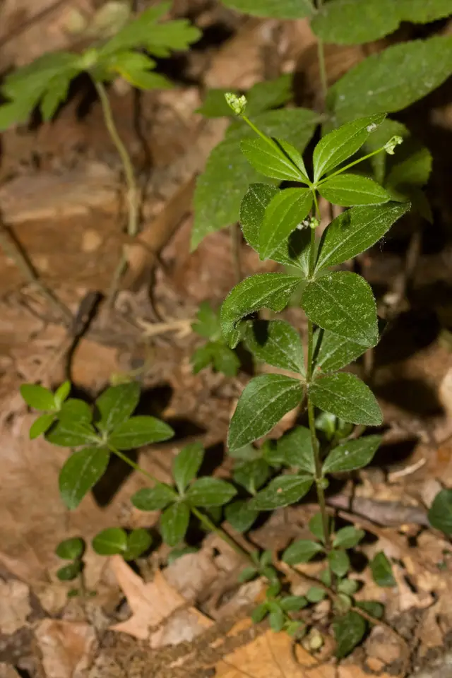 Licorice Bedstraw (Galium circaezans)