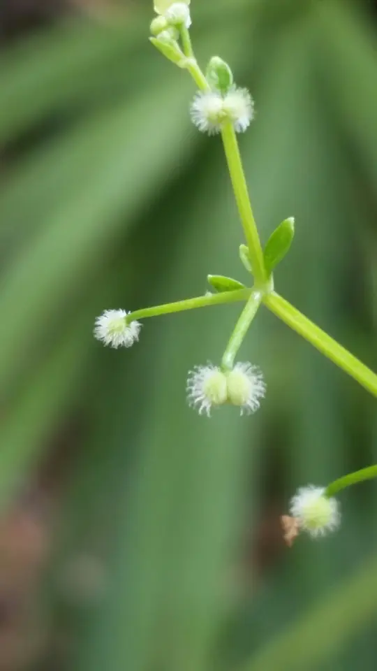 Bald Bedstraw (Galium orizabense)