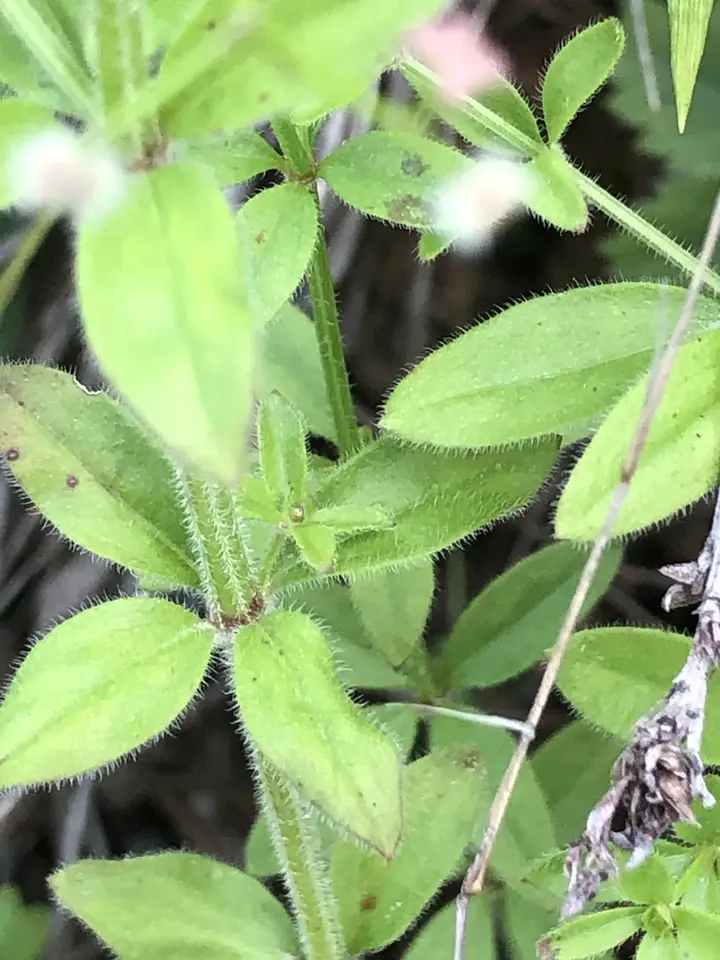 Hairy Bedstraw (Galium pilosum)