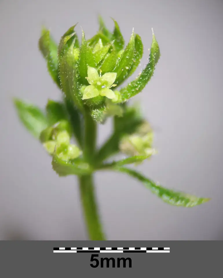 False Cleavers (Galium spurium)
