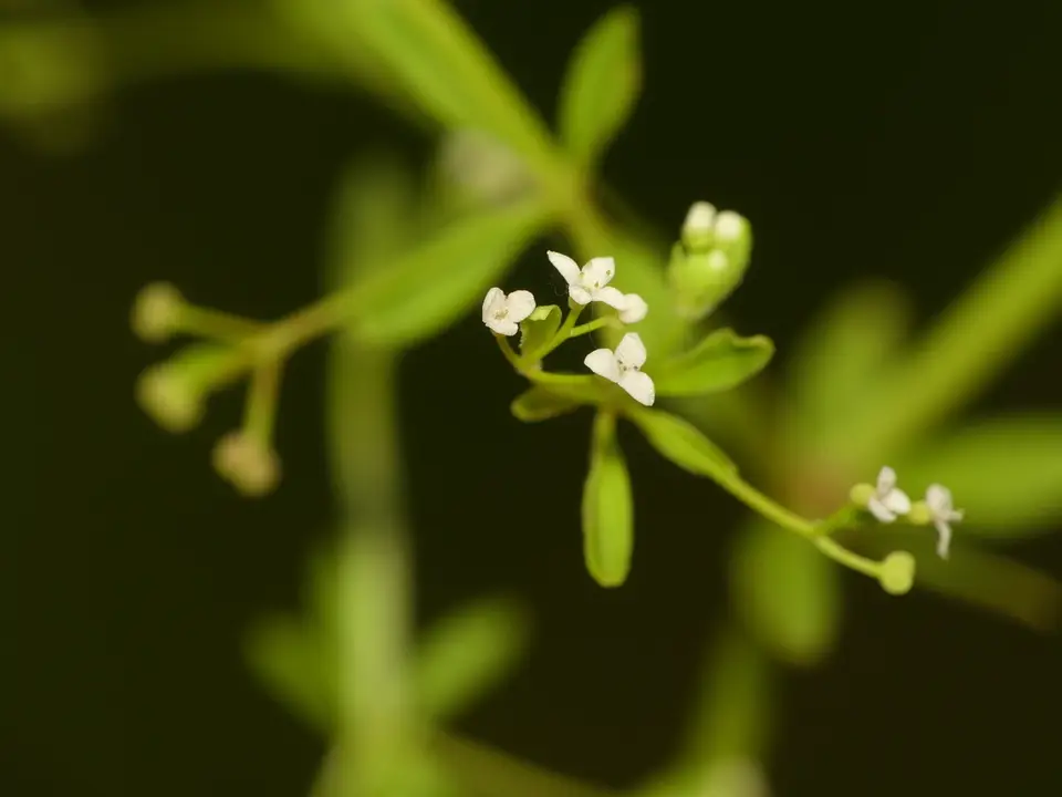 Stiff Marsh Bedstraw (Galium tinctorium)