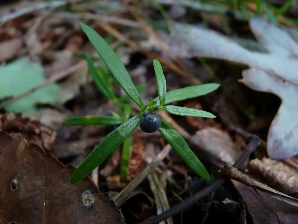 One-Flowered Bedstraw (Galium uniflorum)