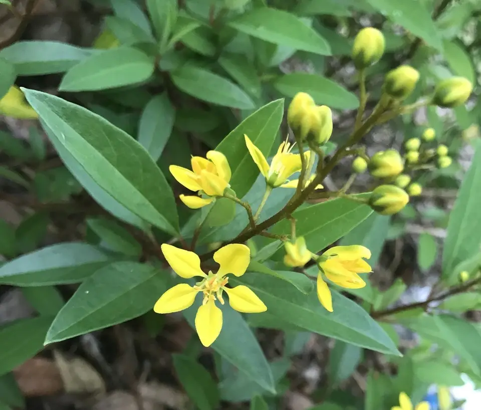 Goldshower (Galphimia gracilis)