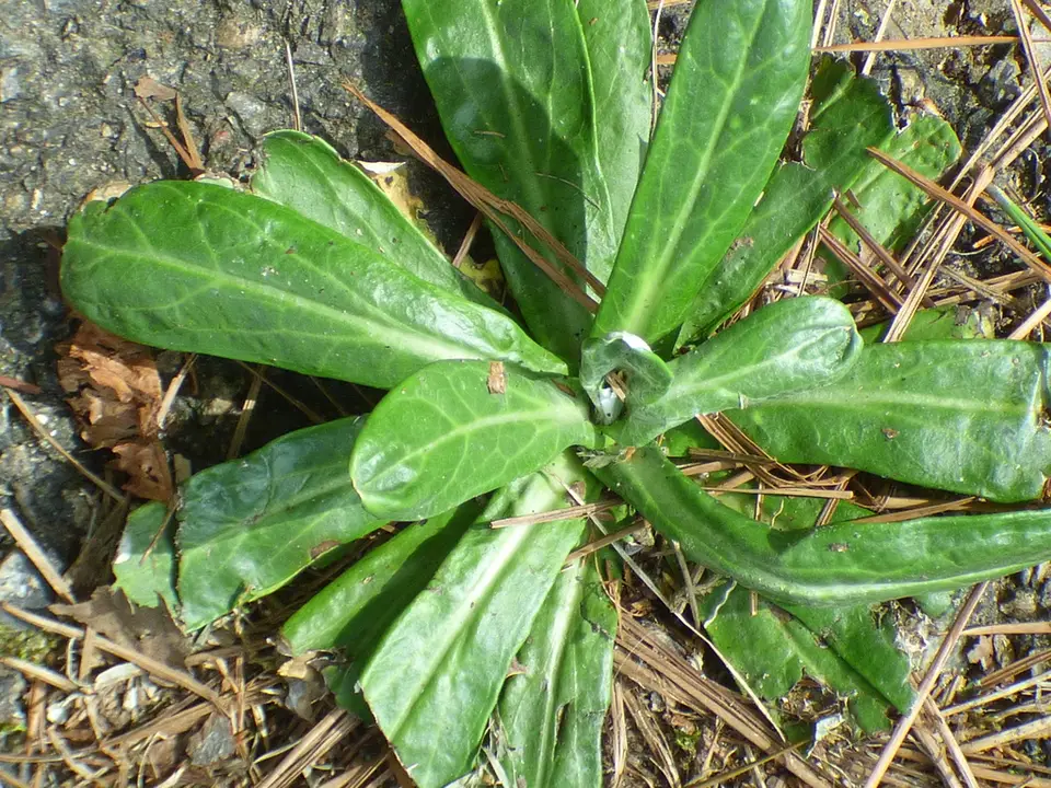 American Everlasting (Gamochaeta americana)
