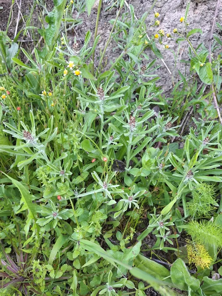 Caribbean Purple Everlasting (Gamochaeta antillana)