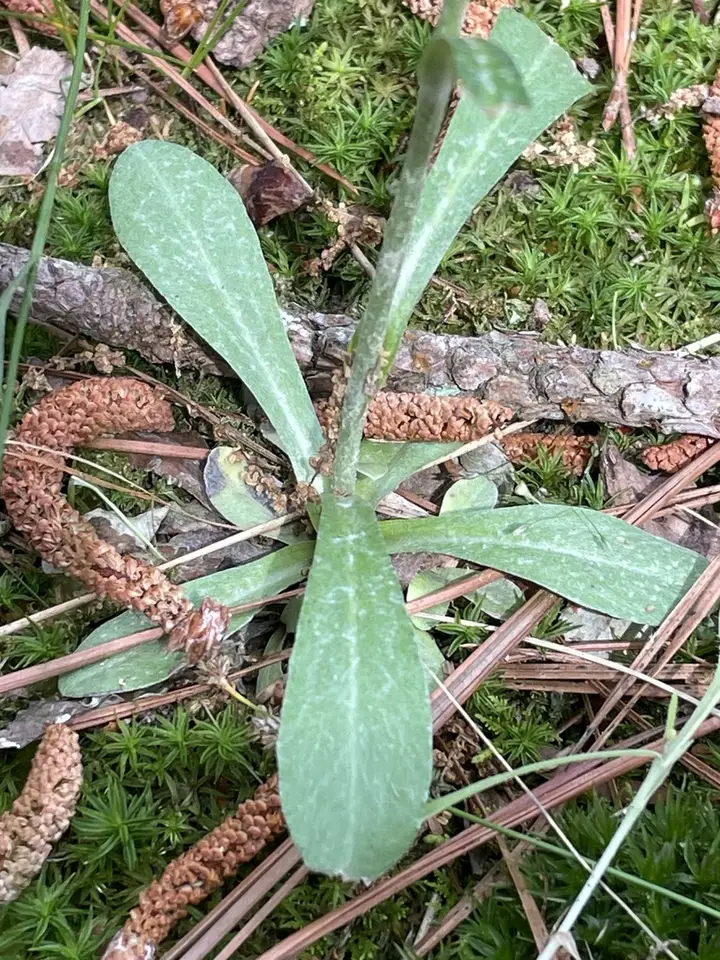 Silvery Everlasting (Gamochaeta argyrinea)