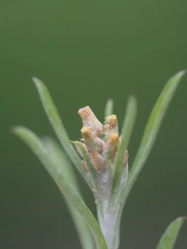 Narrowleaf Purple Everlasting (Gamochaeta calviceps)