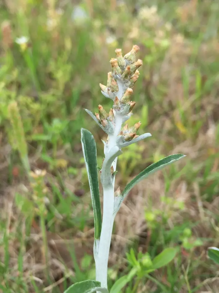 White-Cloaked Cudweed (Gamochaeta chionesthes)