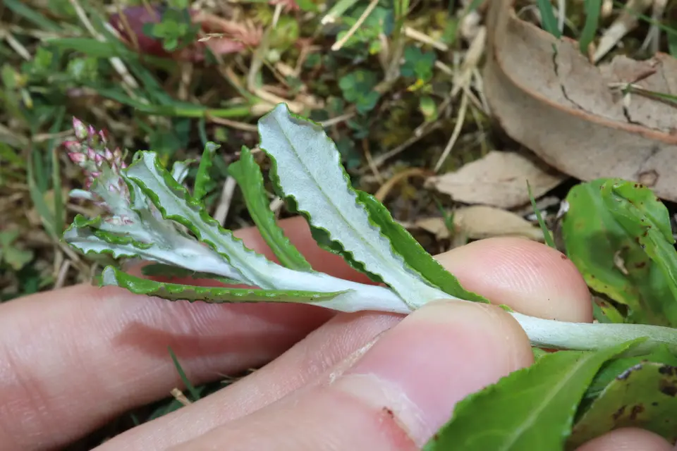 Elegant Cudweed (Gamochaeta impatiens)