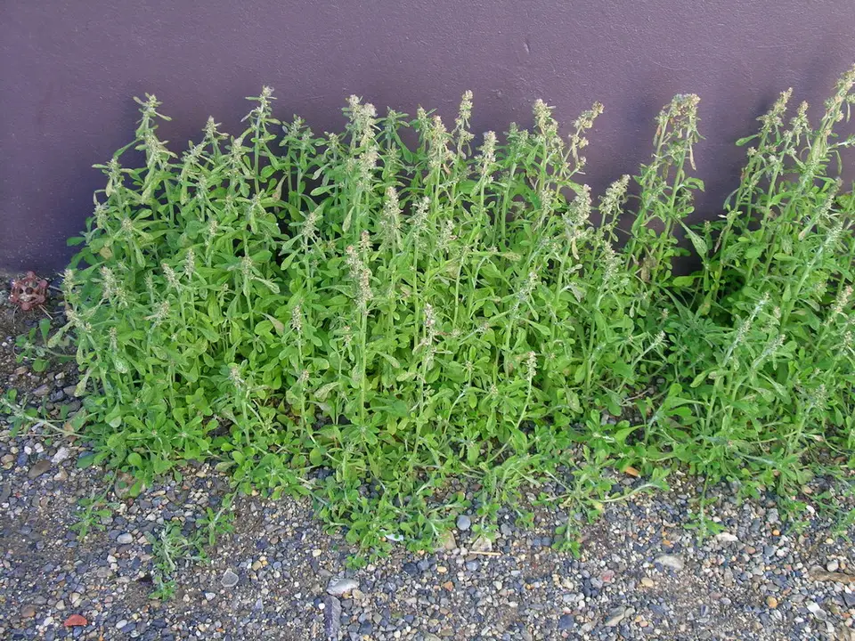 Cudweed (Gamochaeta pensylvanica)