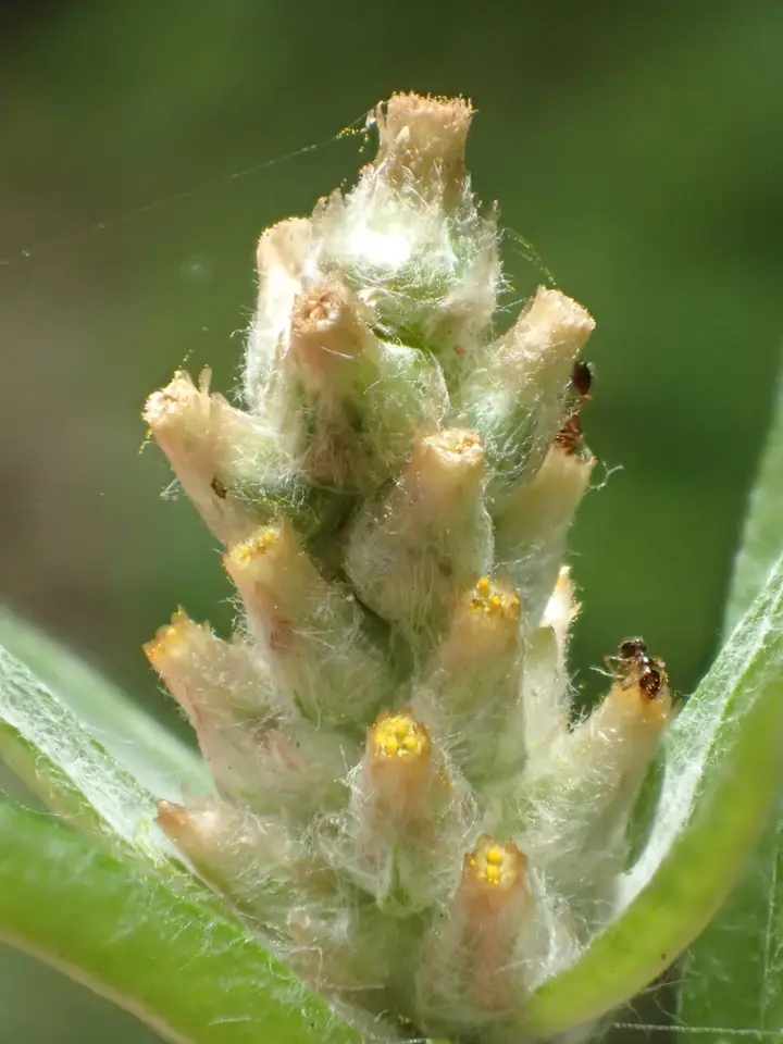 Purple Cudweed (Gamochaeta purpurea)