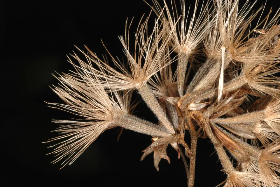 Garber's Scrub Stars (Garberia heterophylla)