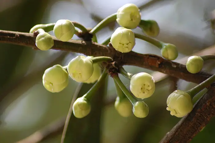 False Mangosteen (Garcinia xanthochymus)