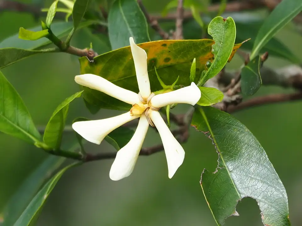Common Gardenia (Gardenia jasminoides)