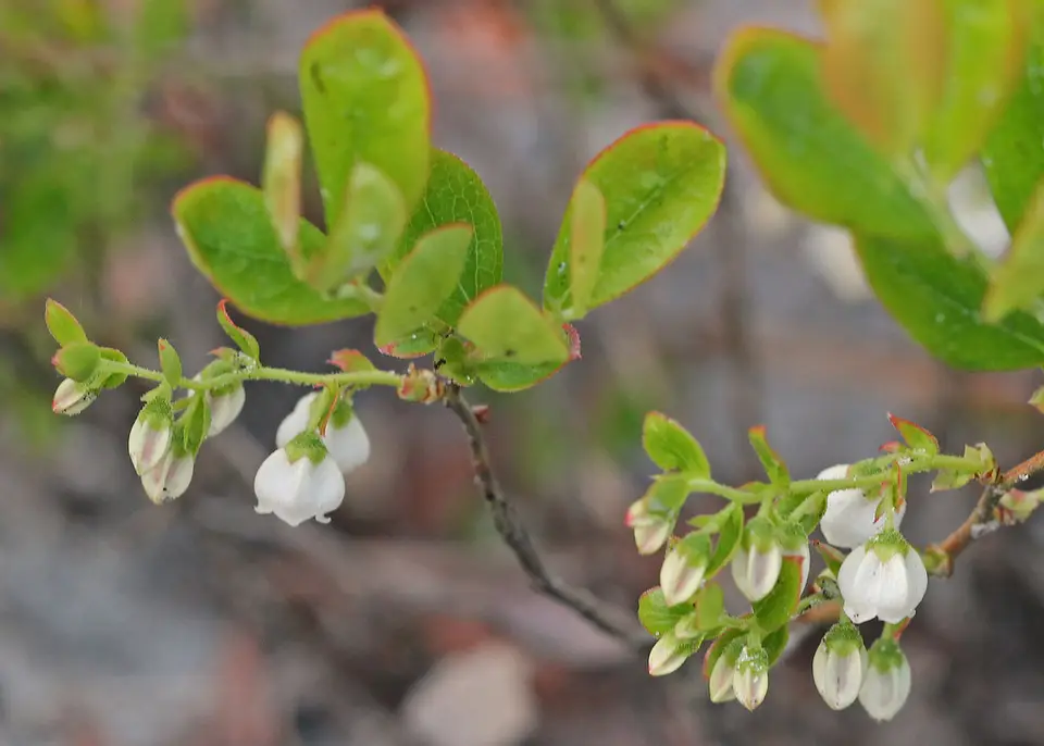 Dwarf Huckleberry (Gaylussacia dumosa)