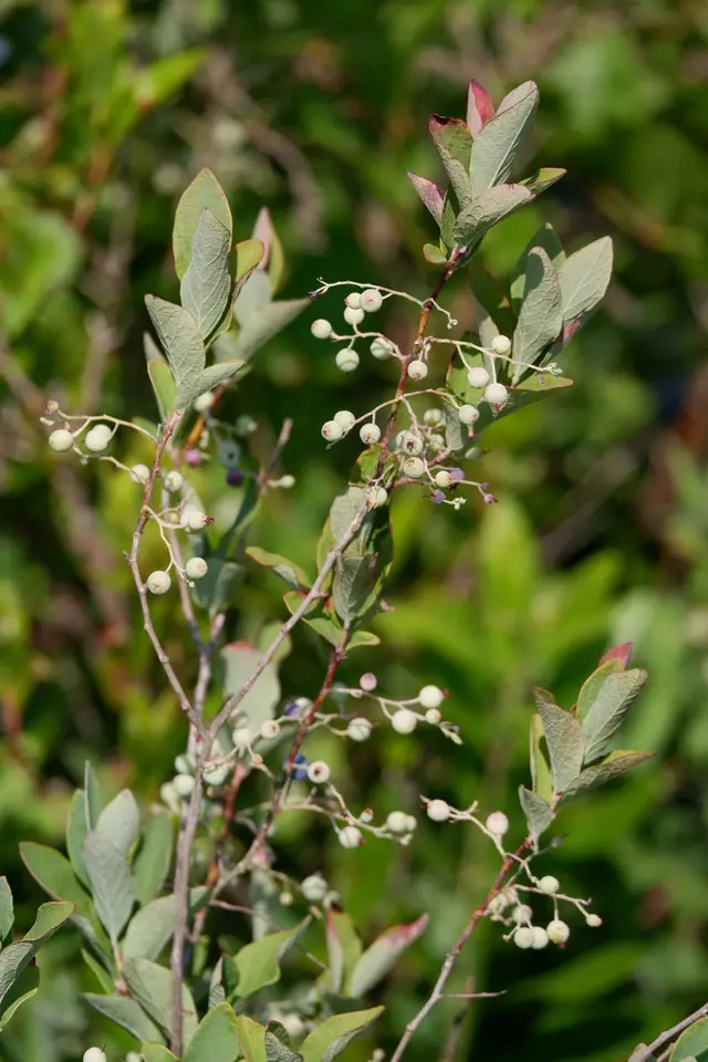 Dangleberry (Gaylussacia frondosa)