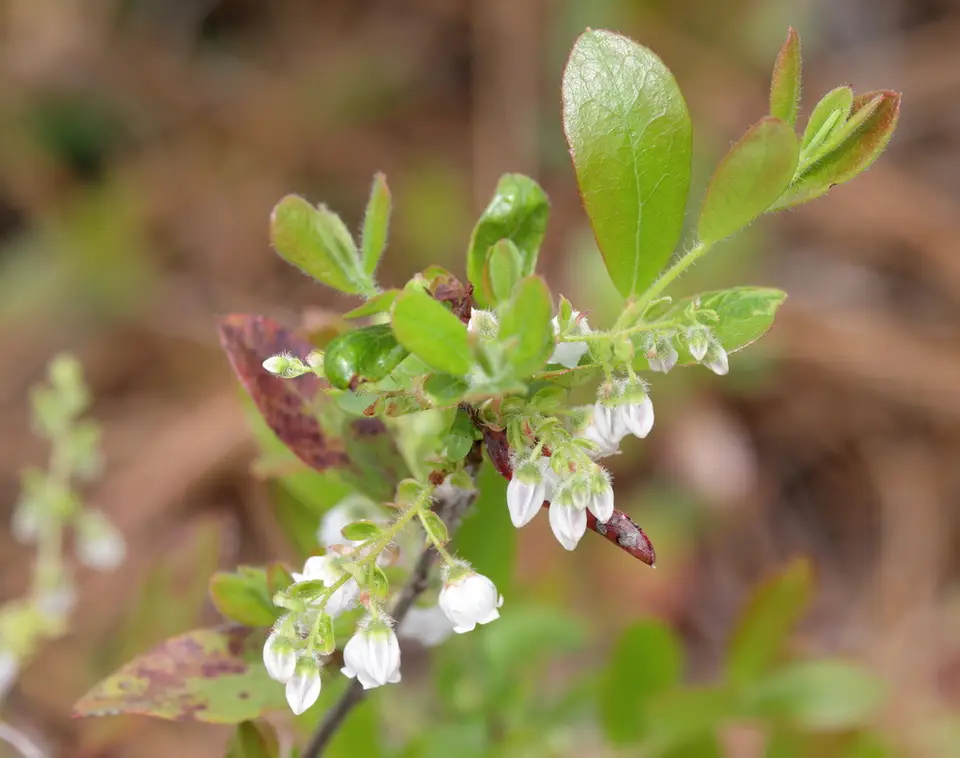 Woolly Huckleberry (Gaylussacia mosieri)