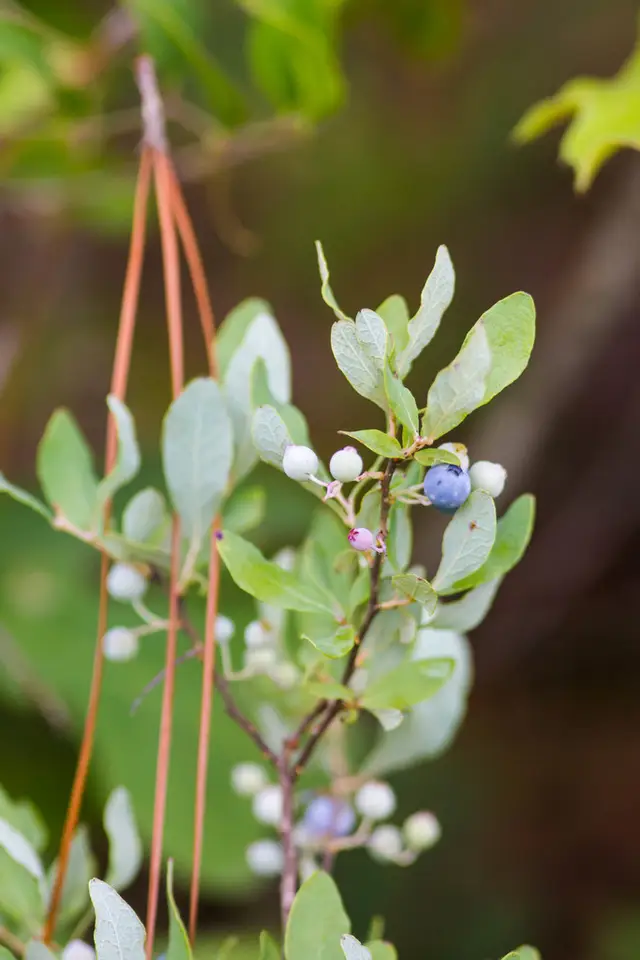 Dwarf Dangleberry (Gaylussacia nana)
