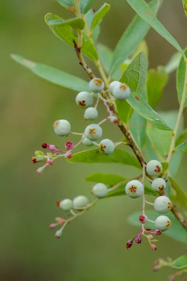 Blue Huckleberry (Gaylussacia tomentosa)