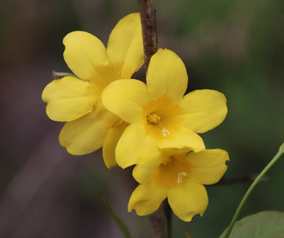 Swamp Jessamine (Gelsemium rankinii)