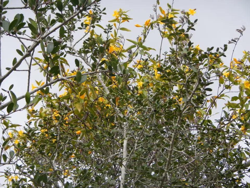 Yellow Jessamine (Gelsemium sempervirens)