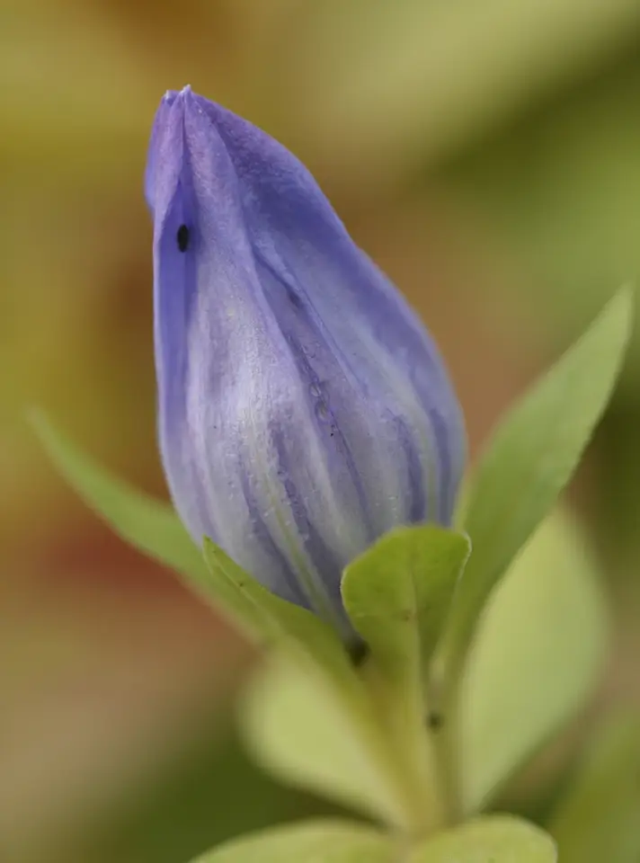 Coastal Plain Gentian (Gentiana catesbaei)